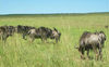 Wildebeest Herd Image